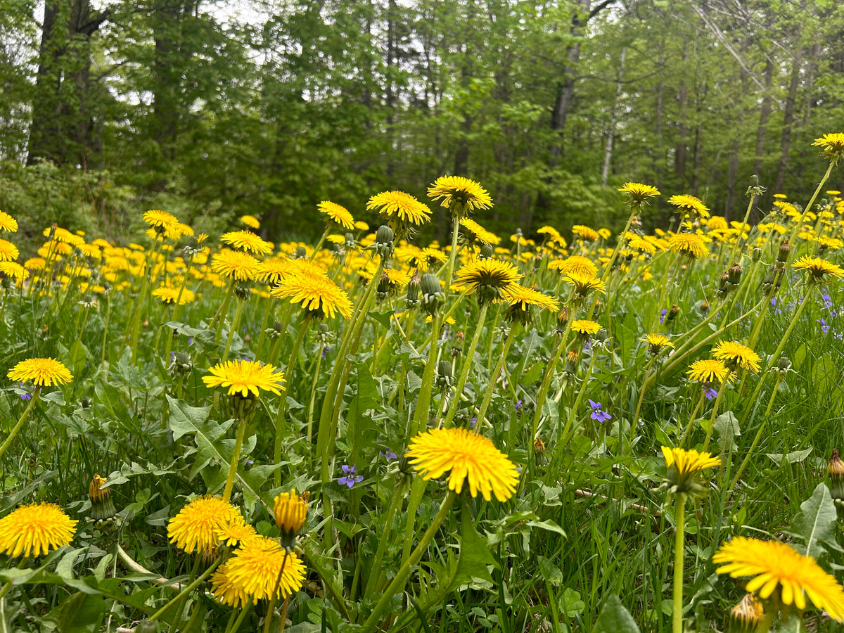 Dandelion Tincture
