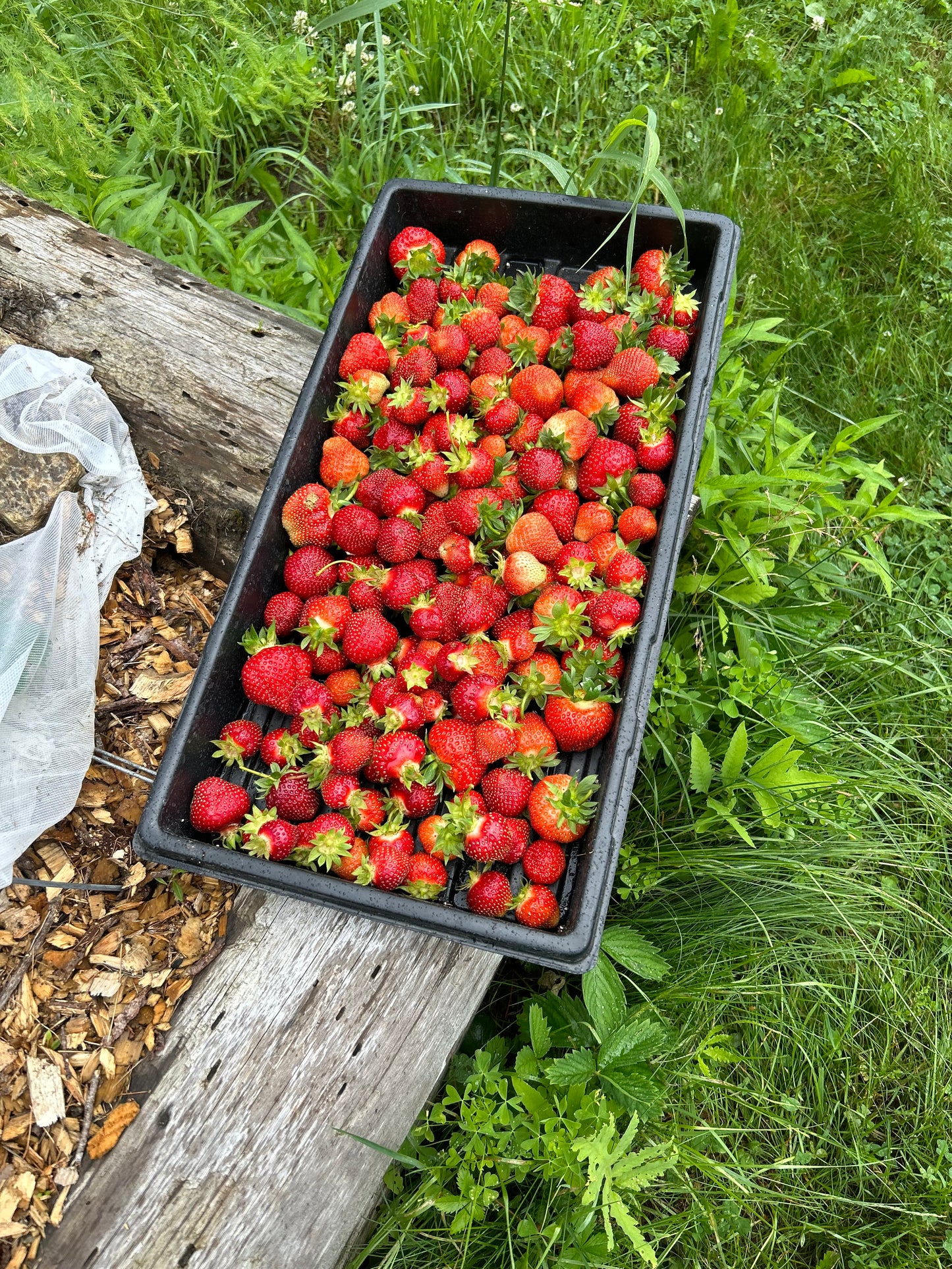 Strawberry Jam