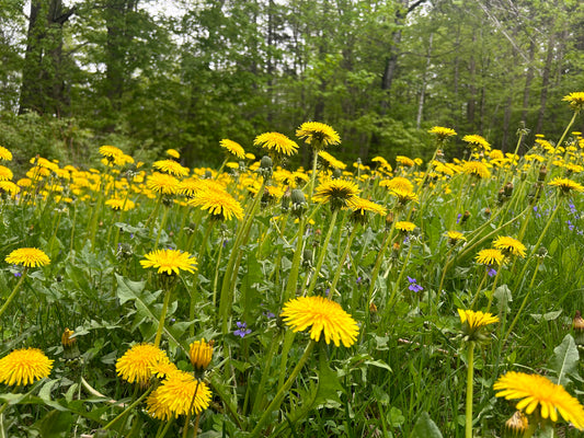 Dandelion Tincture