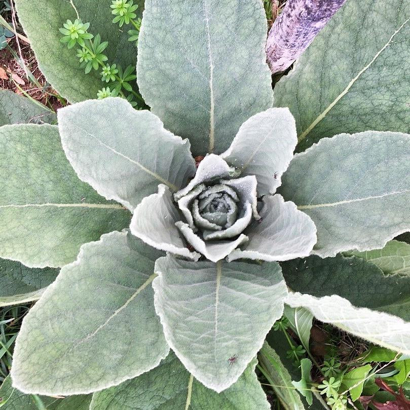 Dried Mullein Leaf